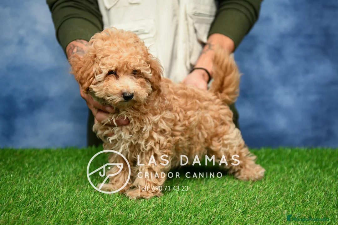 Caniche Enano perros en venta: Caniche Enano - Anuncio 1
