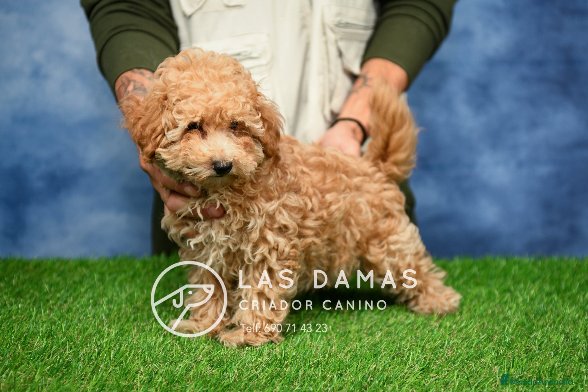 Caniche Enano perros Caniche Enano - Anuncio 2
