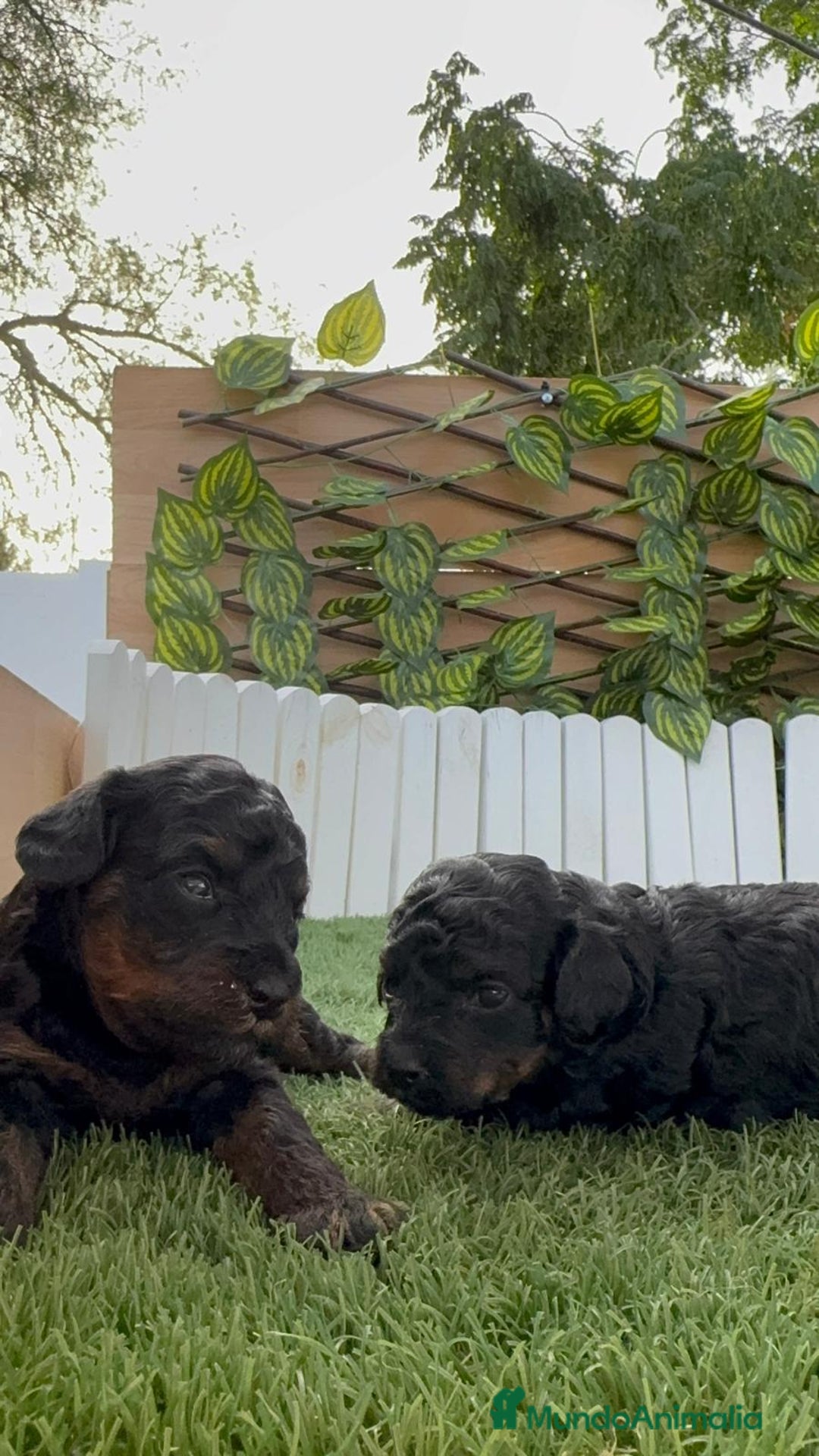Caniche Toy perros en venta: CANICHE TOY HEMBRA COLOR NEGRO PHANTOM - Imagen 1