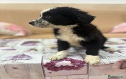 Border Collie perros en venta: Oportunidad border collie  - Imagen 10