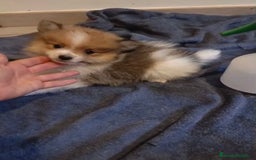 Pomerania perros en venta: Lulu pomerania toy - Imagen 10