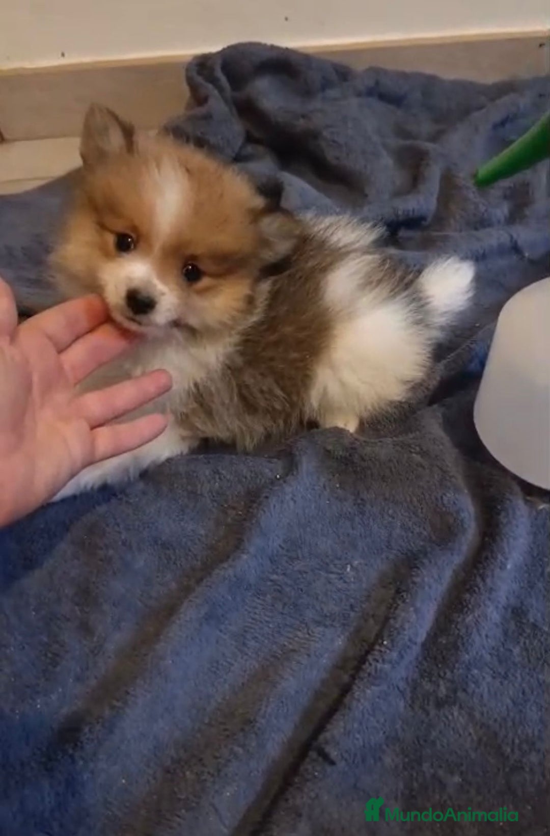 Pomerania perros en venta: Lulu pomerania toy - Imagen 10