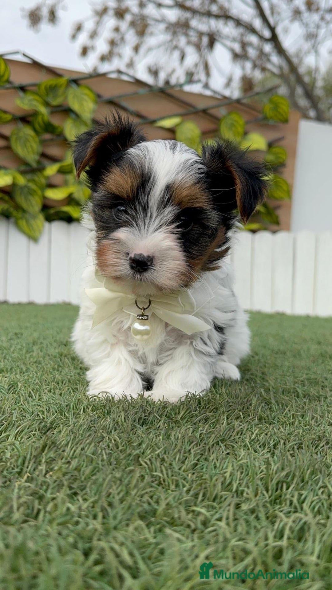 Yorkshire Terrier perros en venta: YORKSHIRE BIEWER - Anuncio 7