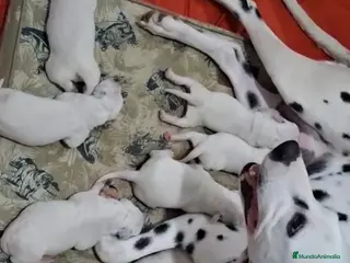 Dálmata perros Dálmatas disponibles para reservar🔥🐶🐾 - Anuncio 24