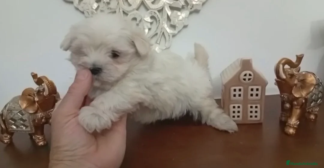 Bichón Maltés perros en venta: Buchona maltés hembra - Anuncio 1