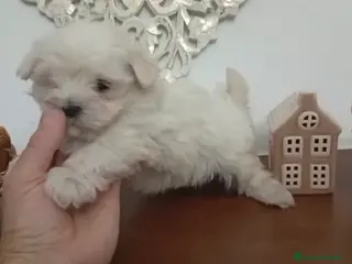 Bichón Maltés perros Buchona maltés hembra - Anuncio 2