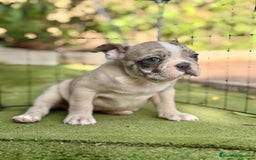 Bulldog Francés perros en venta: Bulldog francés machos  - Imagen 2
