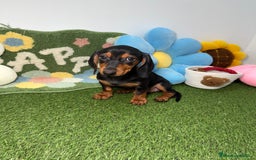 Teckel Miniatura perros en venta: Hembra y Macho Teckel Kaninchen Negro y Fuego - Imagen 3