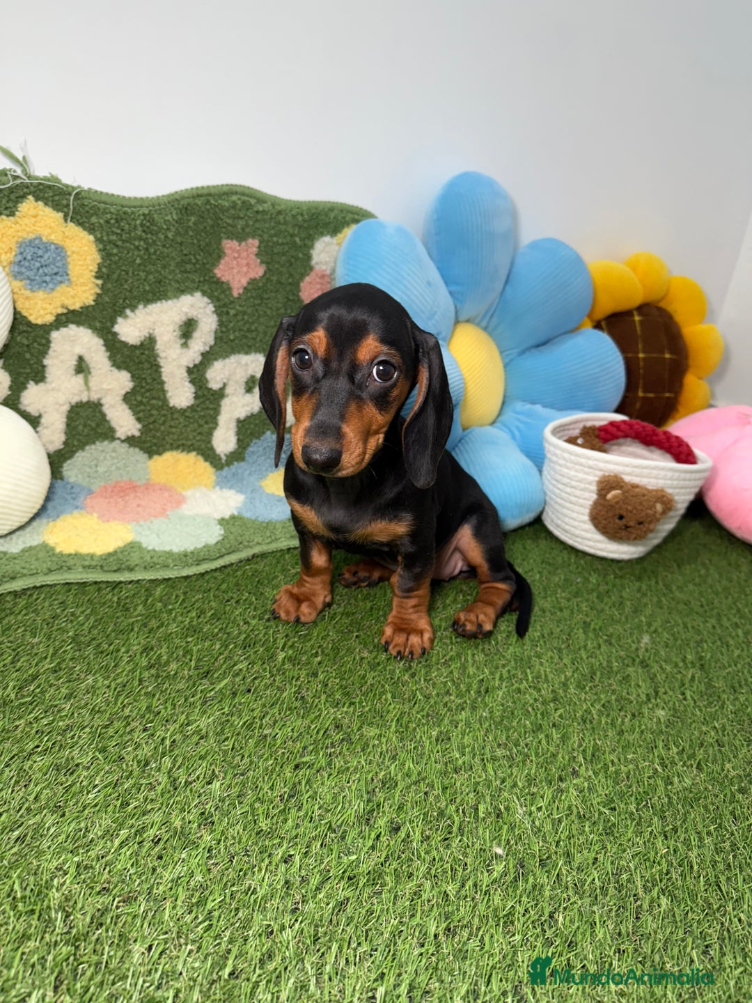 Teckel Miniatura perros en venta: Hembra y Macho Teckel Kaninchen Negro y Fuego - Imagen 3