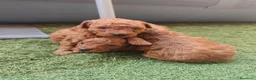 Caniche Toy perros en venta: Cachorros de caniche Toy rojos en Zaragoza - Anuncio 4