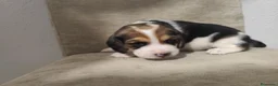 Beagle perros en venta: BEAGLES - Anuncio 6