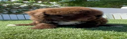 Perro de Agua Español perros en venta: PERRO DE AGUA ESPAÑOL - Anuncio 17