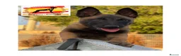 Pastor Belga Malinois perros en venta: Camada Malinois  - Anuncio 4