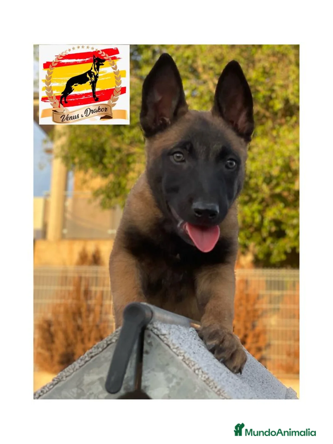 Pastor Belga Malinois perros en venta: Camada Malinois  - Anuncio 4