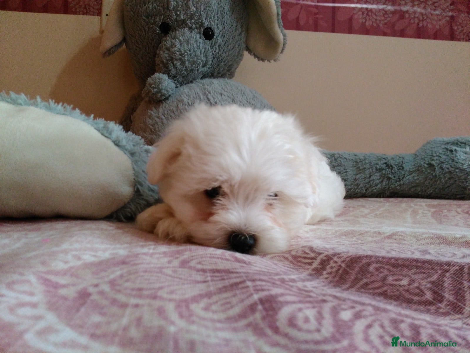 Bichón Maltés perros en venta: PRECIOSOS BICHON MALTES  LINEA TOY   - Anuncio 8