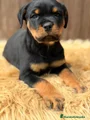 Rottweiler Cachorro 3
