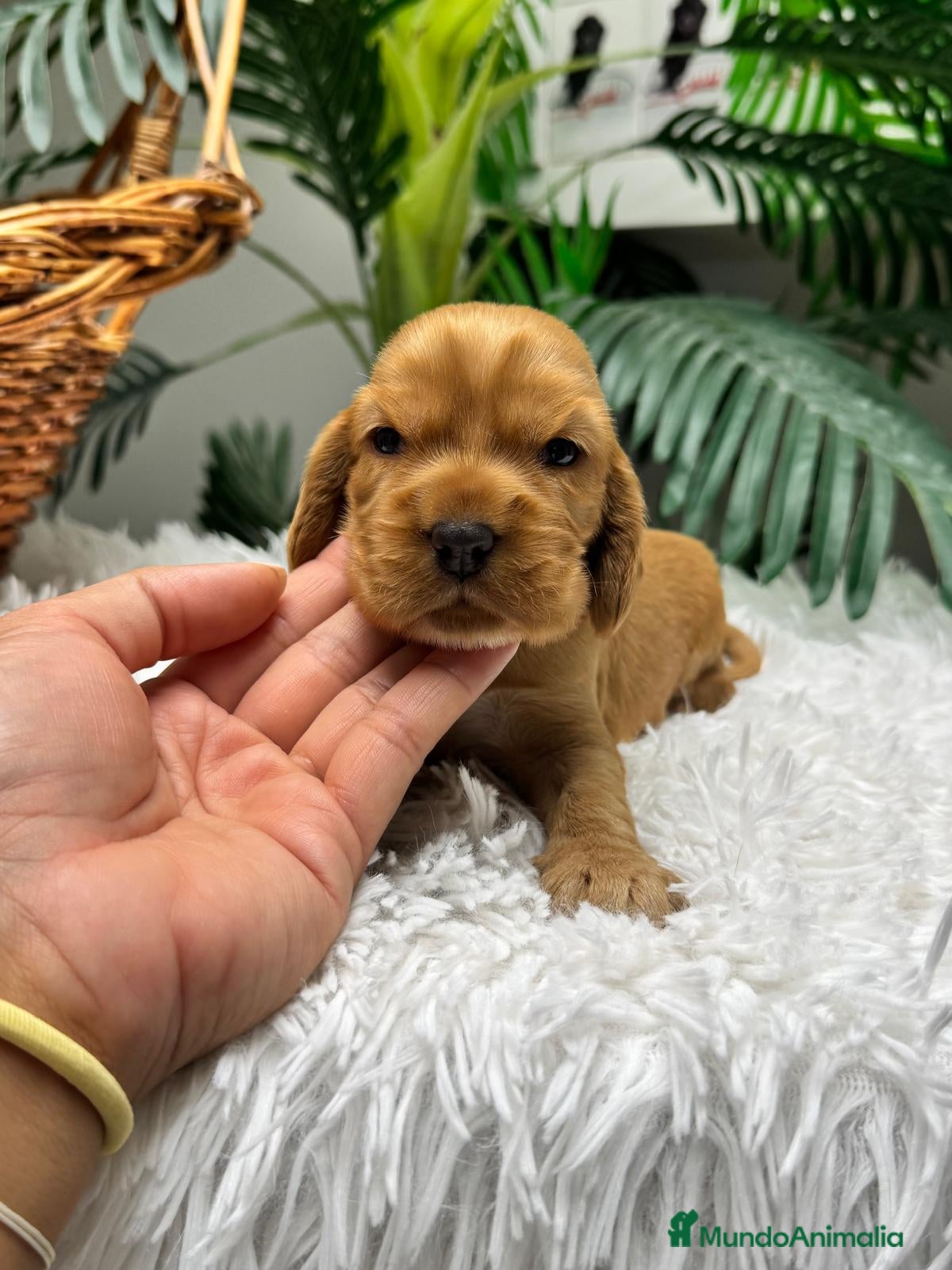 Cocker Spaniel Inglés perros en venta: COCKER SPANIEL INGLES - Anuncio 4