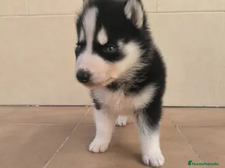 Husky Siberiano perros Husky - Anuncio 10