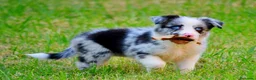 Border Collie perros en venta: camada de border collie  - Anuncio 2