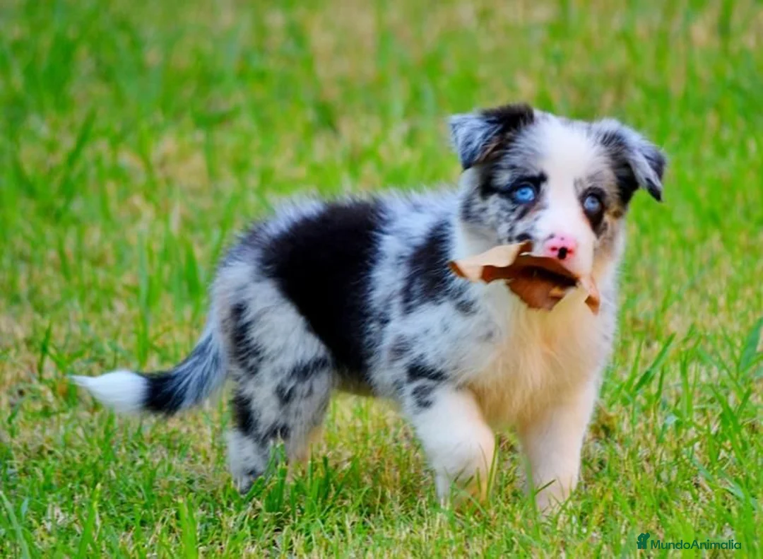 Border Collie perros en venta: camada de border collie  - Anuncio 2