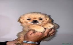 Pekinés perros en venta: Cachorros de pekines  - Anuncio 2