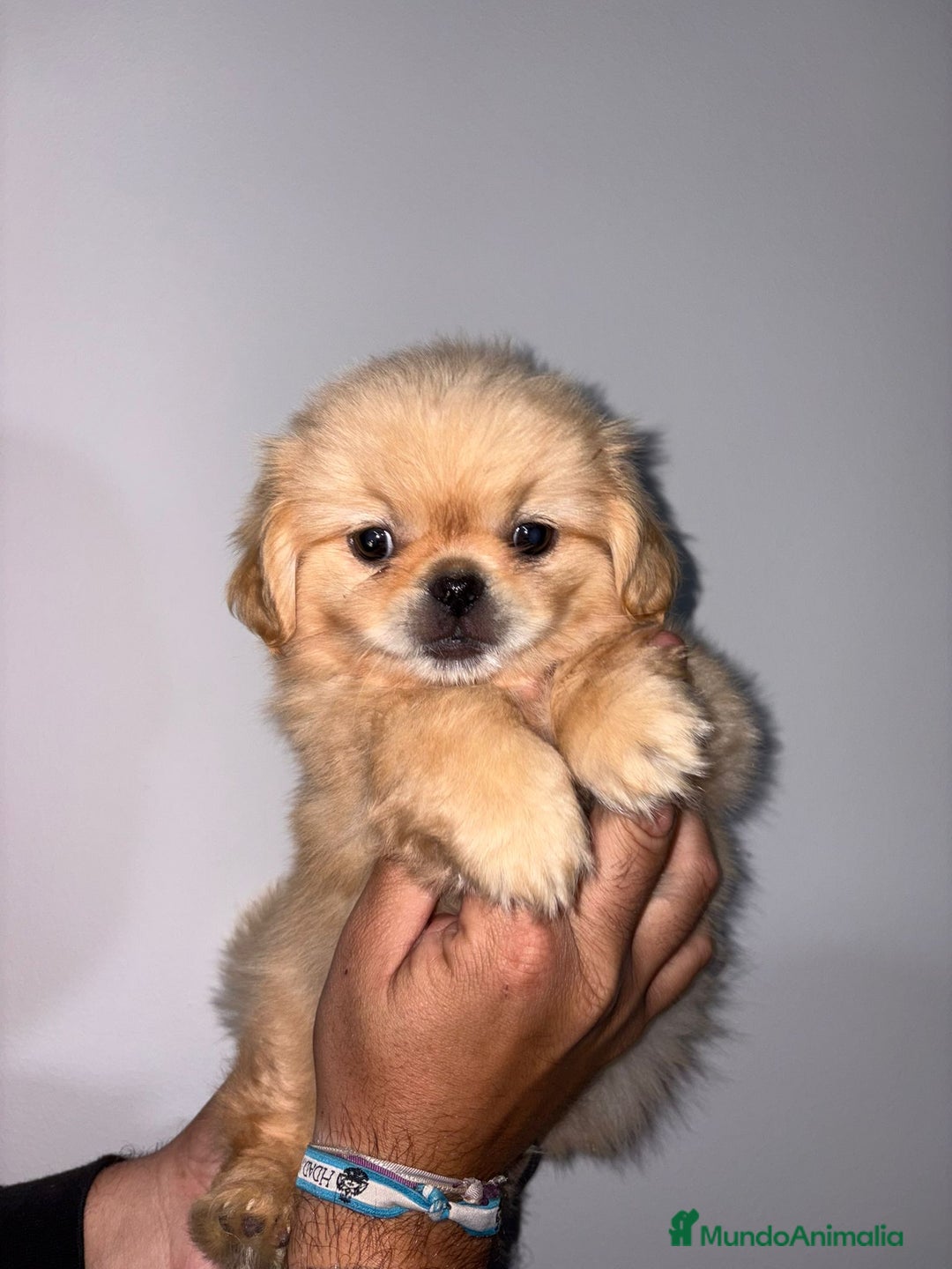 Pekinés perros en venta: Cachorros de pekines  - Anuncio 2