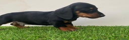 Teckel perros en venta: DACHSHUND BEBÉS ///// ESPAÑA  - Anuncio 2