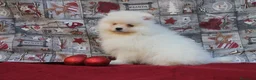 Pomerania perros en venta: imprecionantes pomerania toy - Anuncio 5