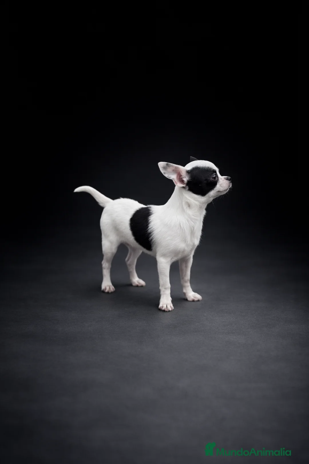 Chihuahua perros en venta: Espectacular chihuahua bicolor - Anuncio 1