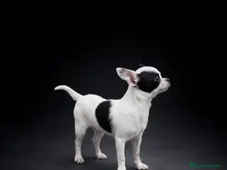 Chihuahua perros en venta: Espectacular chihuahua bicolor - Anuncio 1