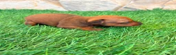 Pinscher Miniatura perros en venta: Pinscher Miniatura roja - Anuncio 5