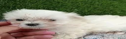 Bichón Maltés perros en venta: Último machito de bichon maltés línea koreana  - Anuncio 1