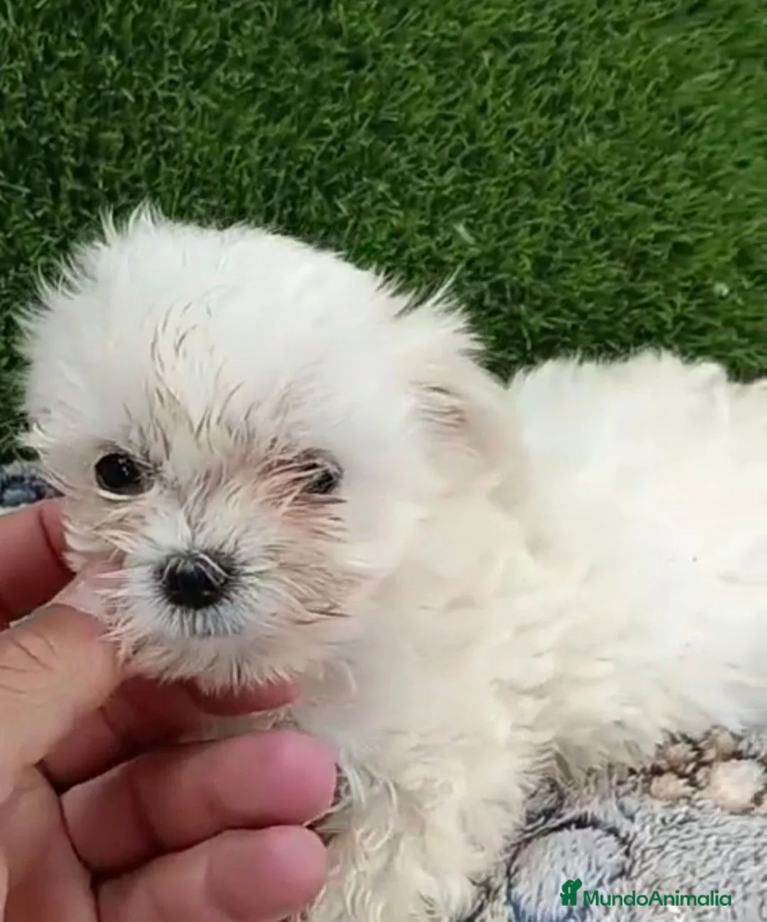 Bichón Maltés perros en venta: Último machito de bichon maltés línea koreana  - Anuncio 1