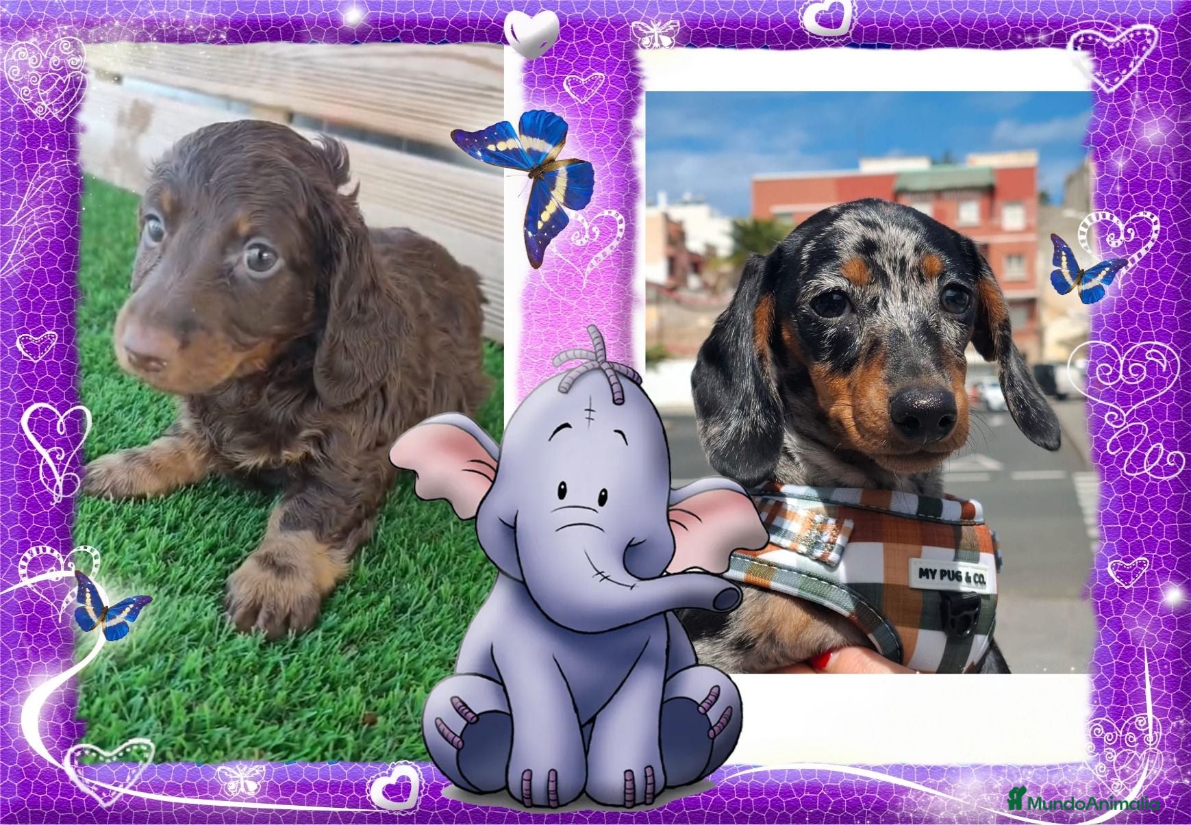 Teckel Miniatura perros Teckel mini y kaninchen - Anuncio 1