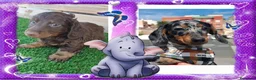 Teckel Miniatura perros en venta: Teckel mini y kaninchen - Anuncio 1