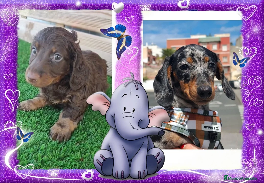 Teckel Miniatura perros en venta: Teckel mini y kaninchen - Anuncio 1