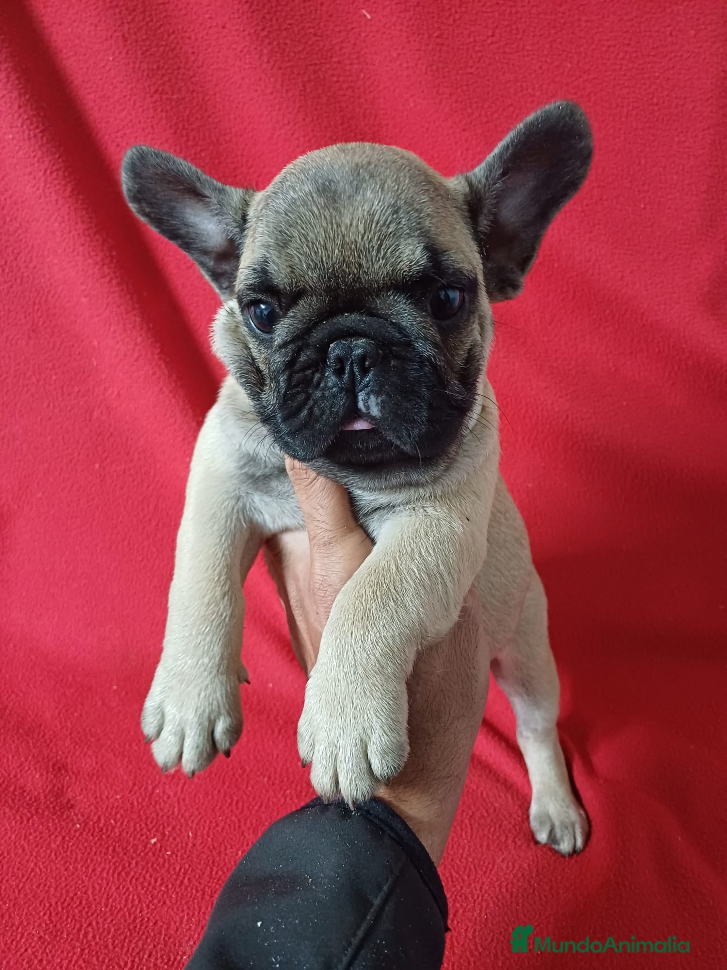 Bulldog Francés perros Bulldog Francés  - Anuncio 15