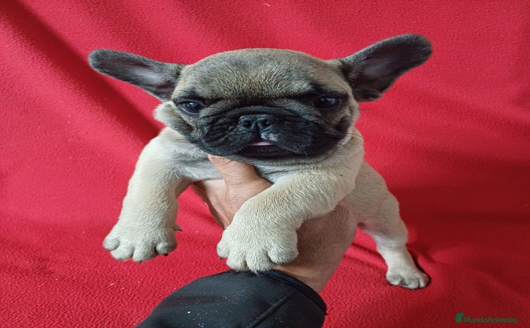 Bulldog Francés perros Bulldog Francés  - Anuncio 2