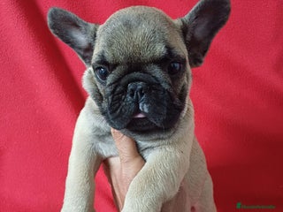Bulldog Francés perros Bulldog Francés - Anuncio 1