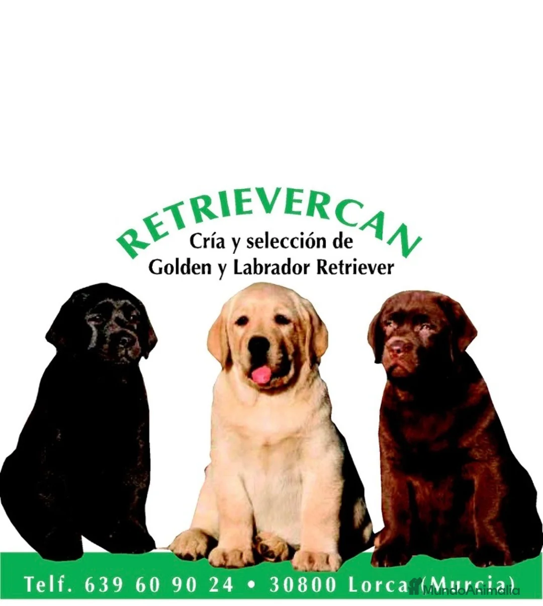 Labrador Retriever perros en venta: Cachorros de labrador chocolate con pedigree  - Anuncio 2