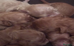 Caniche Toy perros en venta: Caniches toy - Imagen 1