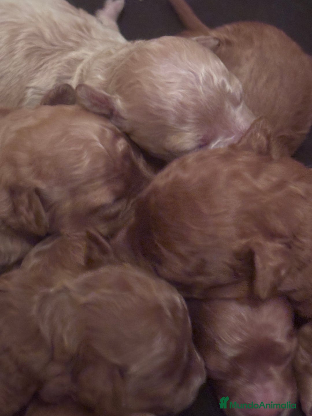 Caniche Toy perros en venta: Caniches toy - Imagen 1