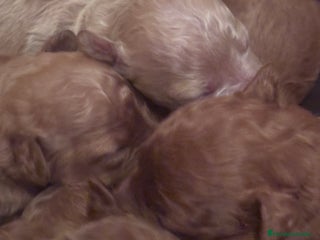 Caniche Toy perros - Anuncio 1