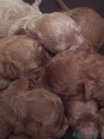 Caniche Toy perros - Anuncio 1