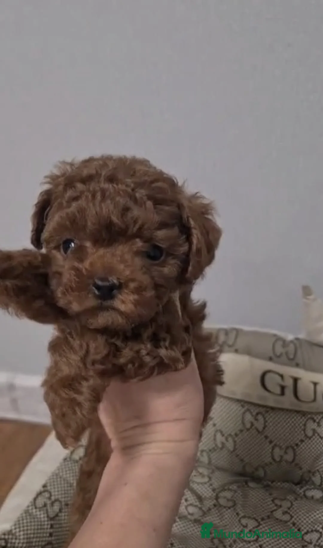 Caniche Toy perros en venta: Espectaculares Caniches Toy en Lugo - Anuncio 7