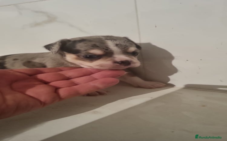 Chihuahua perros - Anuncio 2