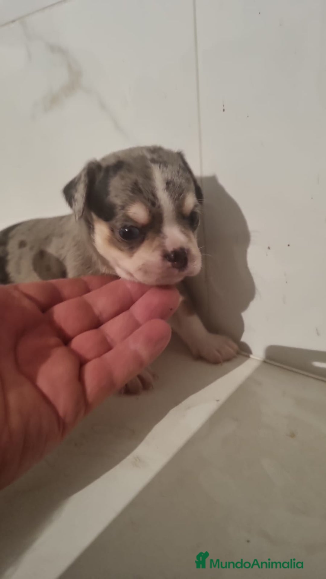 Chihuahua perros en venta: Macho chihuahua merle  - Imagen 1