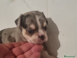 Chihuahua perros - Anuncio 30