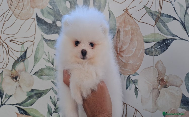 Pomerania perros - Propaganda 1