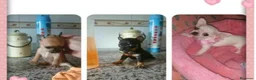 Chihuahua perros en venta: Chihuahua toy - Anuncio 1